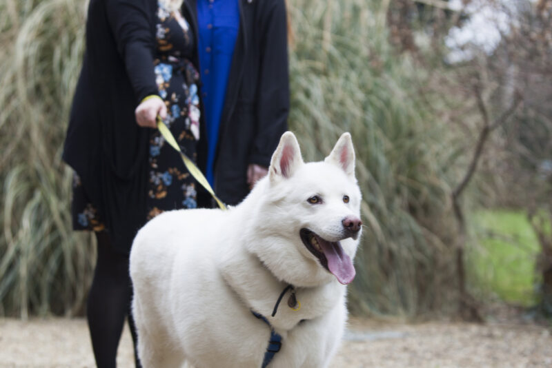 Two women walking a dog in a park.
